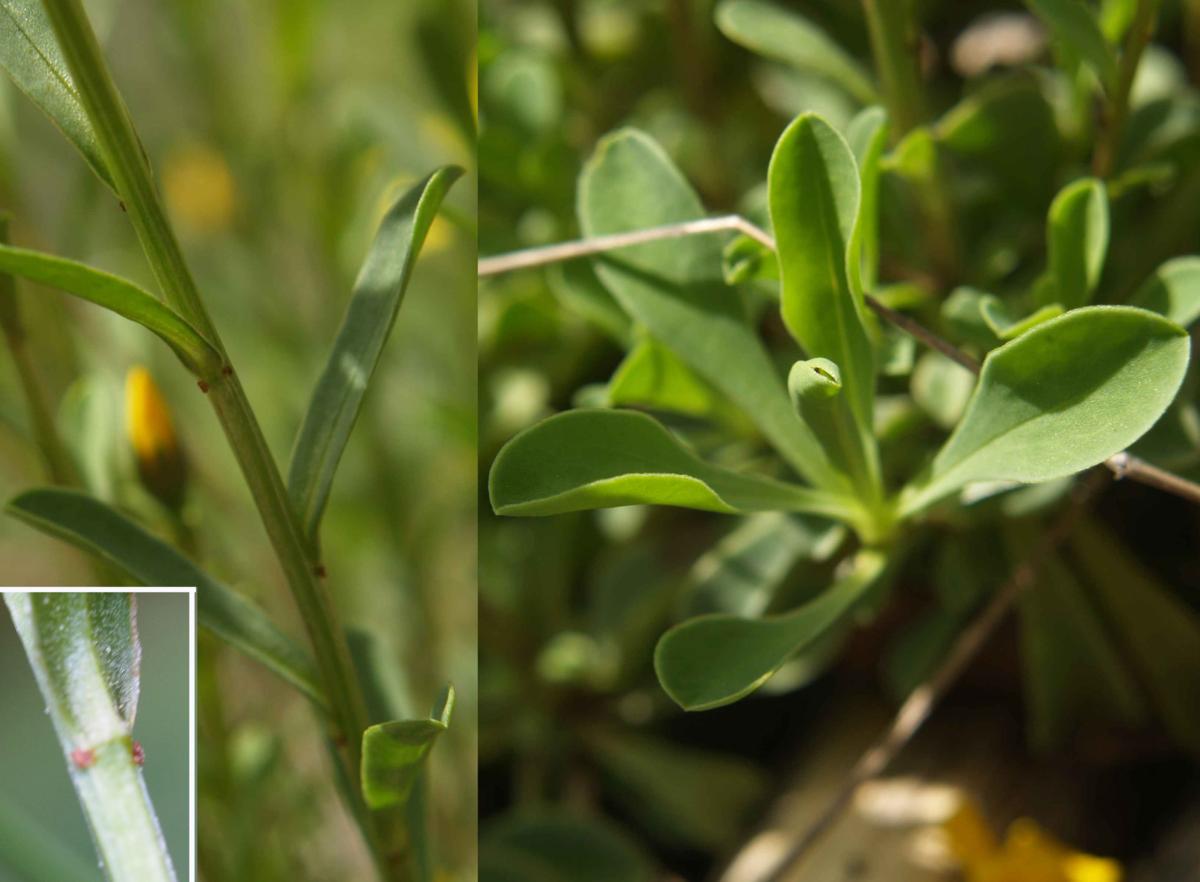 Flax, Yellow leaf